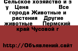 Сельское хозяйство и з/у › Цена ­ 2 500 000 - Все города Животные и растения » Другие животные   . Пермский край,Чусовой г.